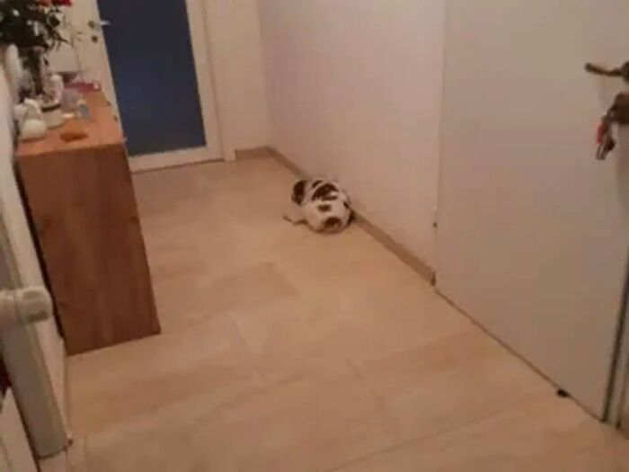 Appartamento quadrilocale in vendita in Via Zandonai SNC, Ventimiglia