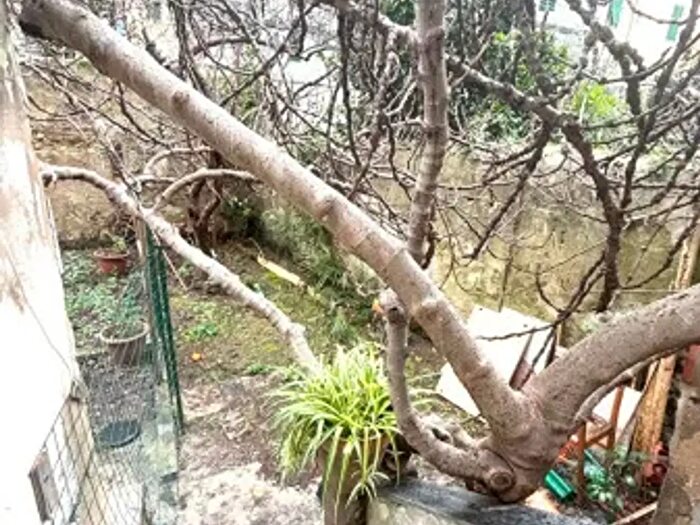 Appartamento con 5 locali in vendita in Corso Amedeo, Livorno