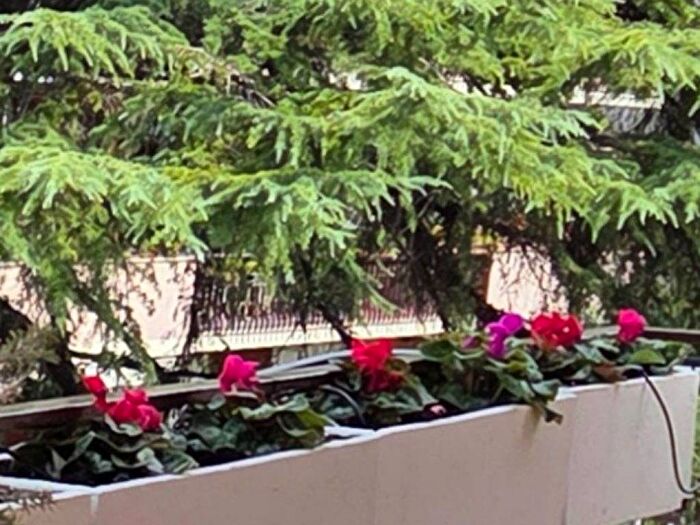 Appartamento quadrilocale in affitto in Via Marostica, Fleming, Roma
