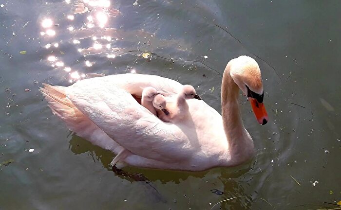 Appartamento trilocale in vendita in Silea