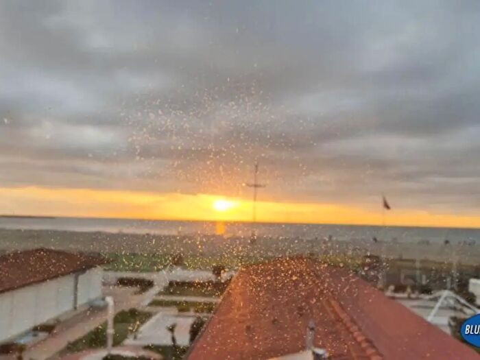 Appartamento con 5 locali in affitto in Viareggio
