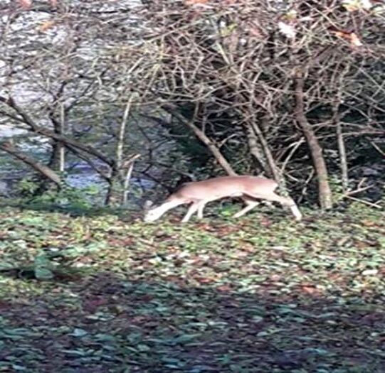 Casa con 6 locali in vendita in Proceno