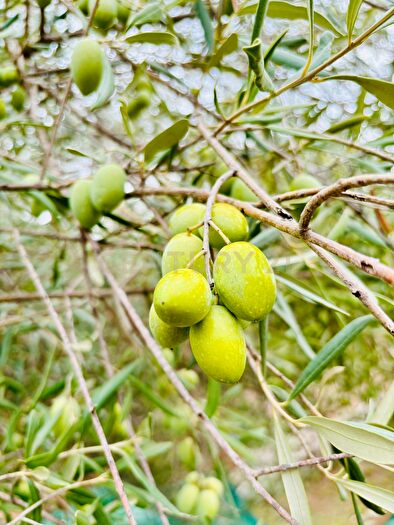 Casa trilocale in vendita in Sp, Modica