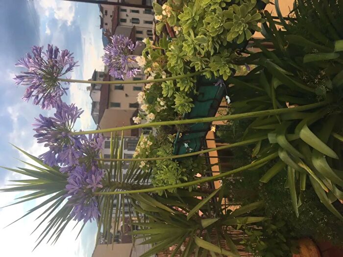 Appartamento monolocale in affitto in Via dell'Agnolo, Firenze
