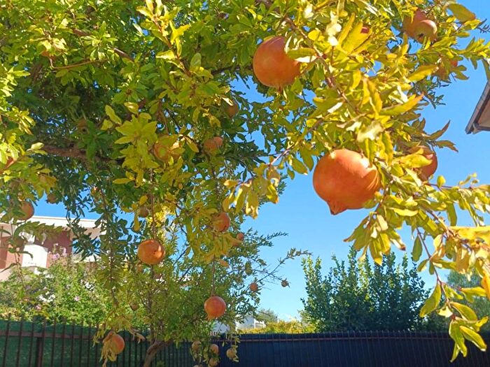 Appartamento quadrilocale in affitto in Via Umberto Giordano, Zona Valcanneto Ceri Borgo San Martino, Cerveteri