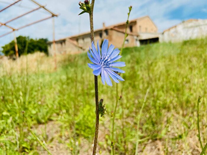 Casa con 15 locali in vendita in Via Mommeo, Belvedere Ostrense