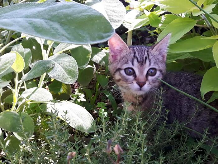 Appartamento monolocale in affitto in Via Porretta, Milano