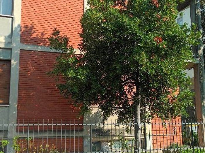 Appartamento quadrilocale in affitto in Dante Cheope, Piacenza