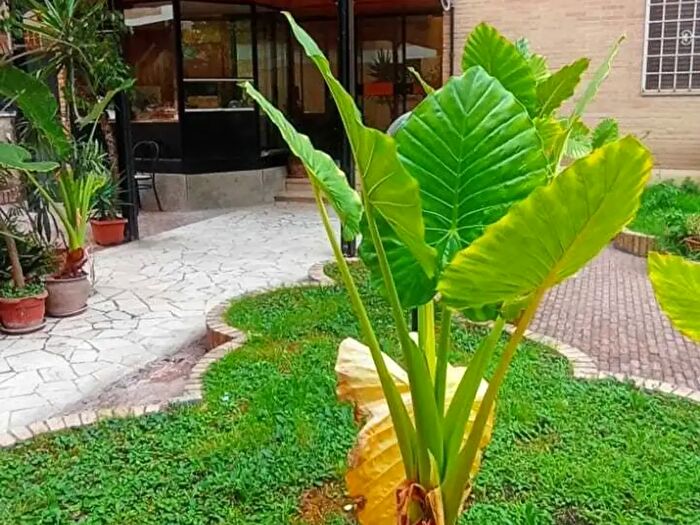 Appartamento monolocale in vendita in Via Achille Loria, Roma