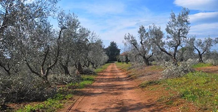 Casa in vendita in Bibbona