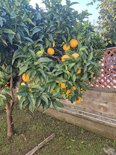 Appartamento trilocale in affitto in Carrara