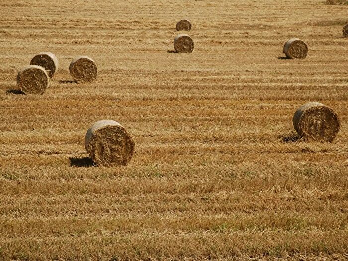 Casa con 14 locali in vendita in Strada, Capalbio
